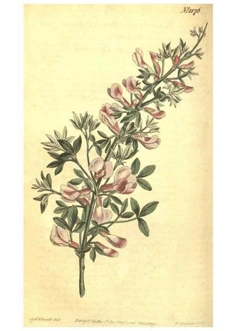 Reproducción/Reproduction 34324601214: Curtis's botanical magazine.. London ; New York [etc.] :Academic Press [etc.]