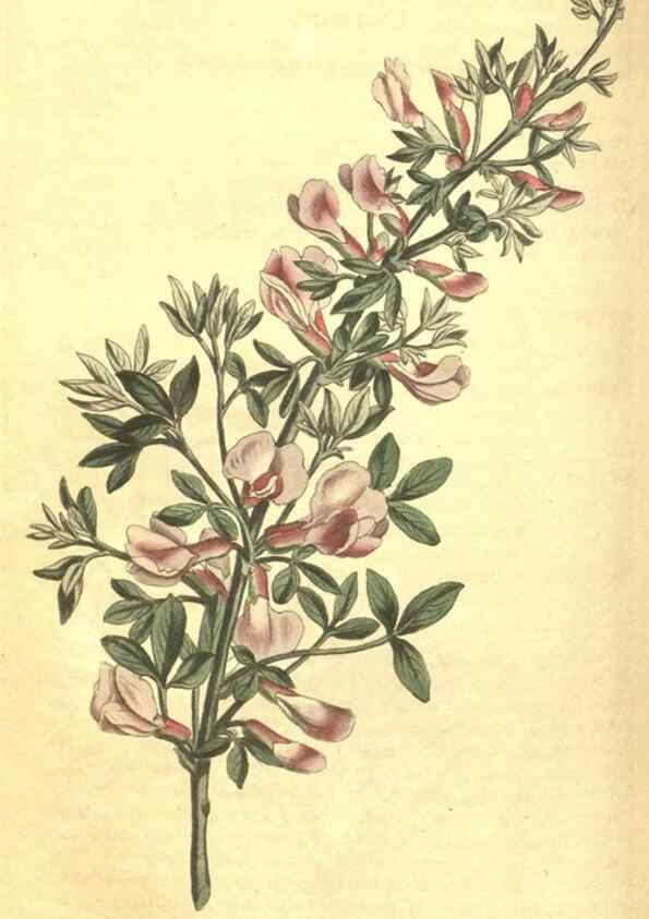 Reproducción/Reproduction 34324601214: Curtis's botanical magazine.. London ; New York [etc.] :Academic Press [etc.]