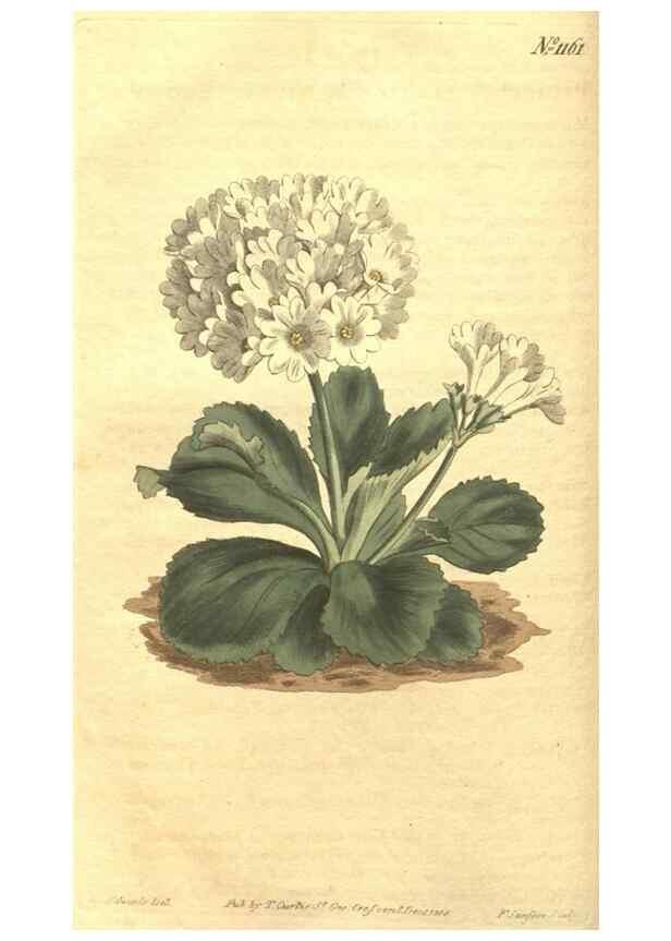 Reproducción/Reproduction 35004687272: Curtis's botanical magazine.. London ; New York [etc.] :Academic Press [etc.]