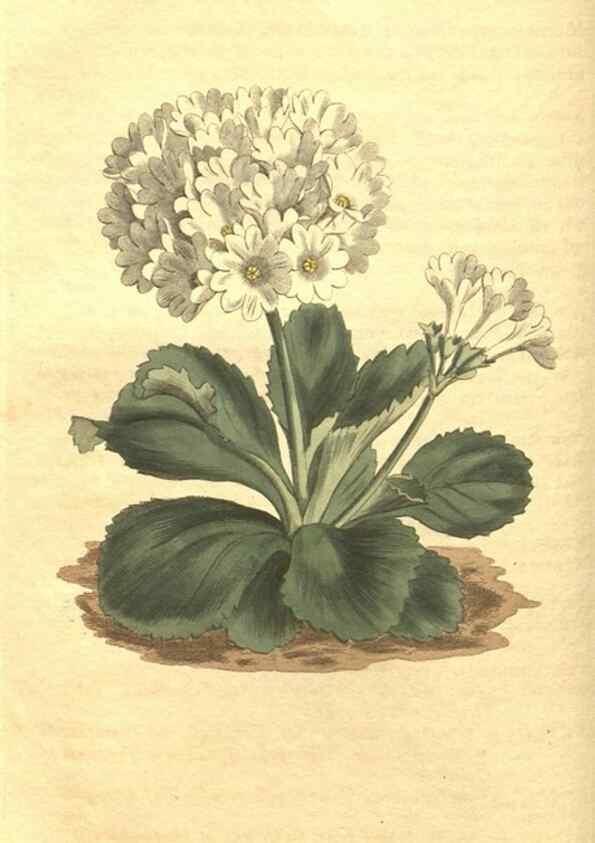 Reproducción/Reproduction 35004687272: Curtis's botanical magazine.. London ; New York [etc.] :Academic Press [etc.]