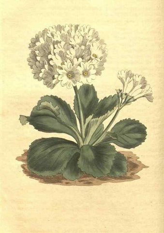 Reproducción/Reproduction 35004687272: Curtis's botanical magazine.. London ; New York [etc.] :Academic Press [etc.]