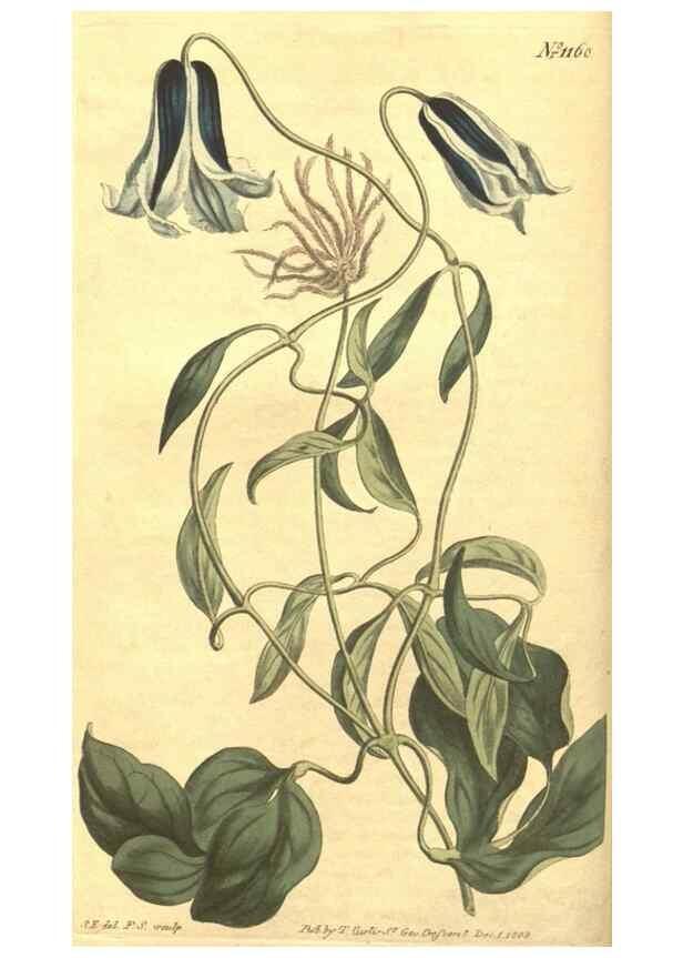 Reproducción/Reproduction 35169659775: Curtis's botanical magazine.. London ; New York [etc.] :Academic Press [etc.]