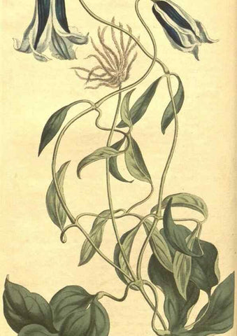 Reproducción/Reproduction 35169659775: Curtis's botanical magazine.. London ; New York [etc.] :Academic Press [etc.]