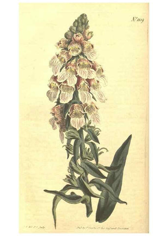Reproducción/Reproduction 35129647556: Curtis's botanical magazine.. London ; New York [etc.] :Academic Press [etc.]