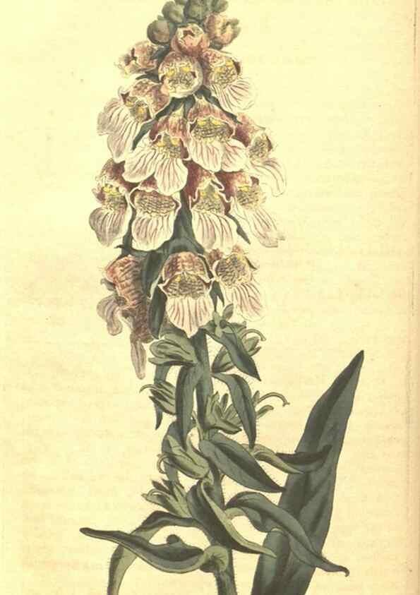 Reproducción/Reproduction 35129647556: Curtis's botanical magazine.. London ; New York [etc.] :Academic Press [etc.]