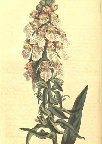 Reproducción/Reproduction 35129647556: Curtis's botanical magazine.. London ; New York [etc.] :Academic Press [etc.]