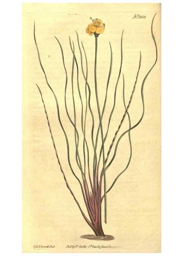 Reproducción/Reproduction 35129646426: Curtis's botanical magazine.. London ; New York [etc.] :Academic Press [etc.]