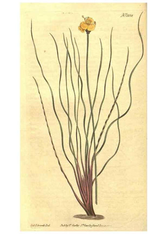 Reproducción/Reproduction 35129646426: Curtis's botanical magazine.. London ; New York [etc.] :Academic Press [etc.]