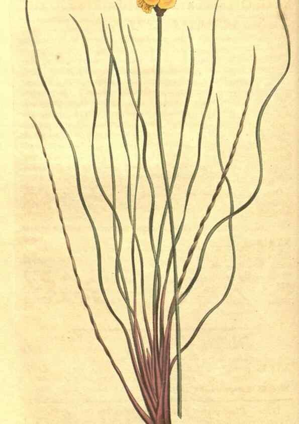 Reproducción/Reproduction 35129646426: Curtis's botanical magazine.. London ; New York [etc.] :Academic Press [etc.]