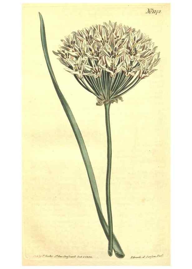 Reproducción/Reproduction 34324456844: Curtis's botanical magazine.. London ; New York [etc.] :Academic Press [etc.]