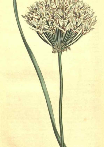 Reproducción/Reproduction 34324456844: Curtis's botanical magazine.. London ; New York [etc.] :Academic Press [etc.]