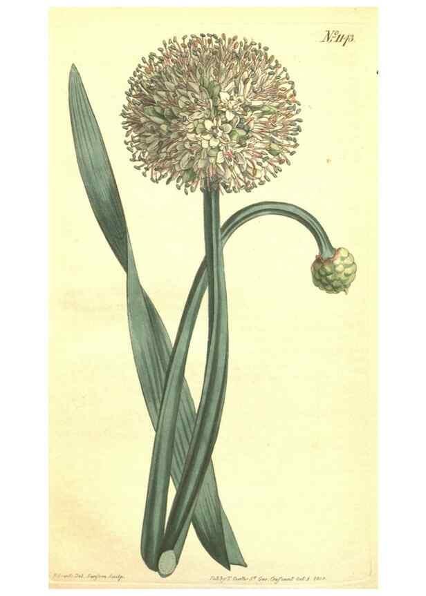 Reproducción/Reproduction 35129556166: Curtis's botanical magazine.. London ; New York [etc.] :Academic Press [etc.]