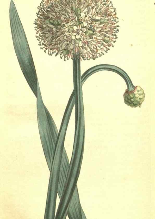 Reproducción/Reproduction 35129556166: Curtis's botanical magazine.. London ; New York [etc.] :Academic Press [etc.]