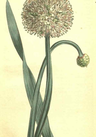 Reproducción/Reproduction 35129556166: Curtis's botanical magazine.. London ; New York [etc.] :Academic Press [etc.]