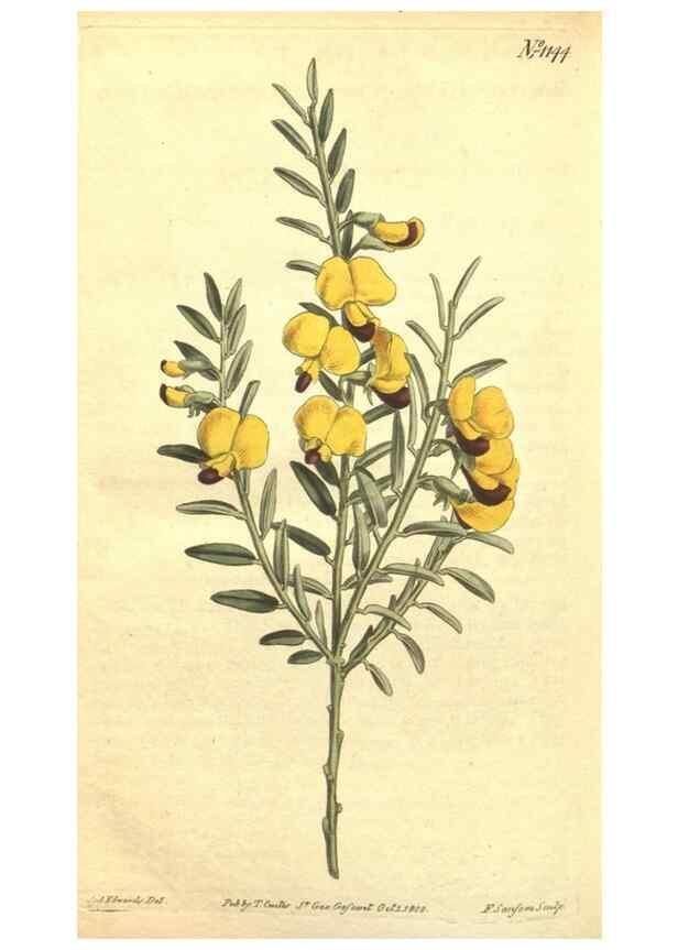 Reproducción/Reproduction 35129559156: Curtis's botanical magazine.. London ; New York [etc.] :Academic Press [etc.]