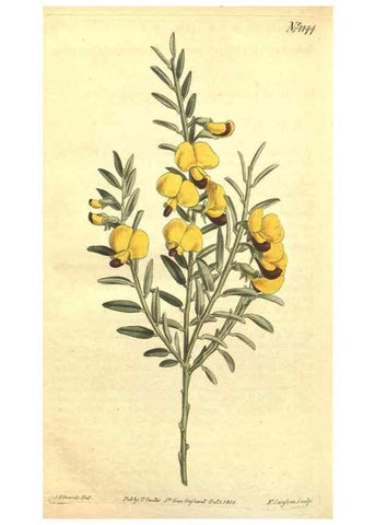 Reproducción/Reproduction 35129559156: Curtis's botanical magazine.. London ; New York [etc.] :Academic Press [etc.]