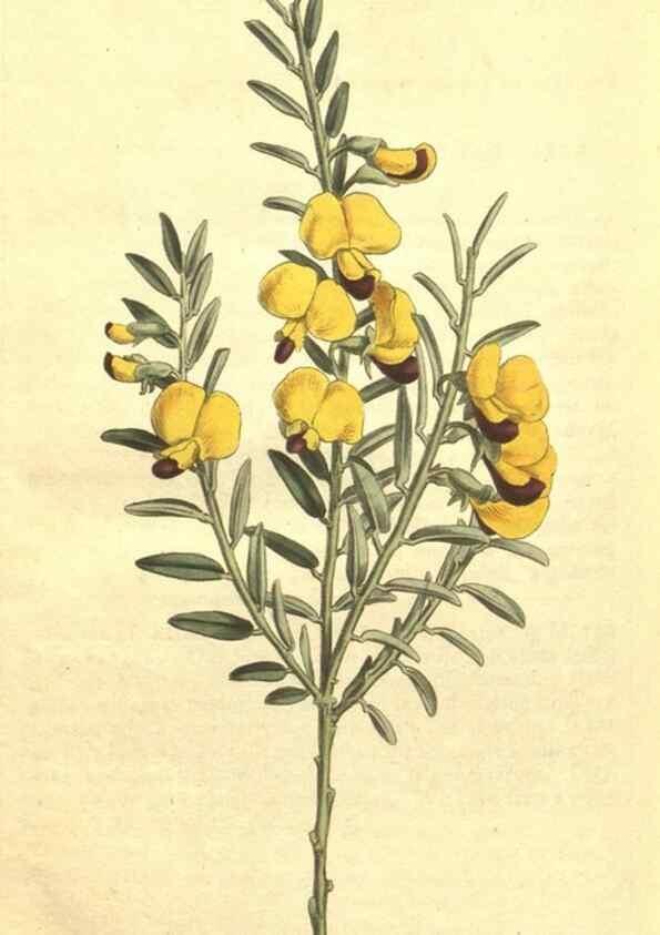 Reproducción/Reproduction 35129559156: Curtis's botanical magazine.. London ; New York [etc.] :Academic Press [etc.]
