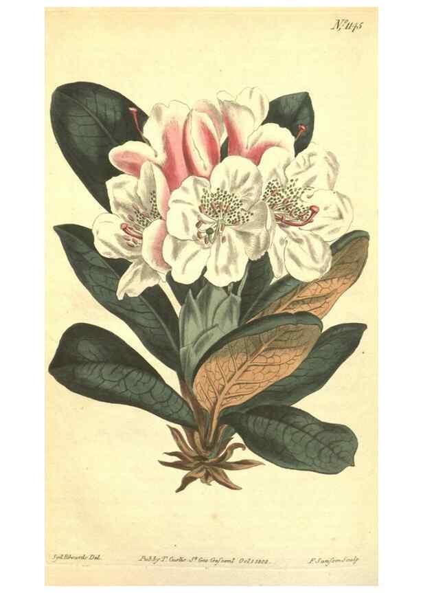 Reproducción/Reproduction 35129561276: Curtis's botanical magazine.. London ; New York [etc.] :Academic Press [etc.]