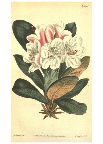 Reproducción/Reproduction 35129561276: Curtis's botanical magazine.. London ; New York [etc.] :Academic Press [etc.]