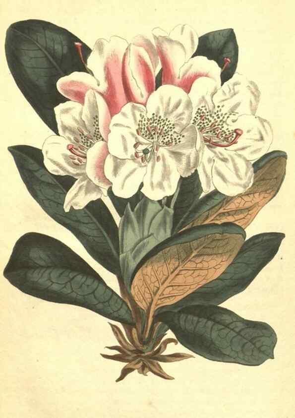 Reproducción/Reproduction 35129561276: Curtis's botanical magazine.. London ; New York [etc.] :Academic Press [etc.]