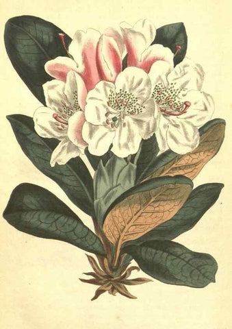 Reproducción/Reproduction 35129561276: Curtis's botanical magazine.. London ; New York [etc.] :Academic Press [etc.]