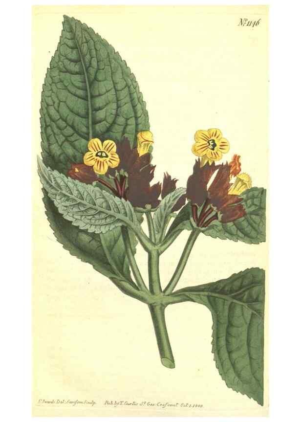 Reproducción/Reproduction 35129563106: Curtis's botanical magazine.. London ; New York [etc.] :Academic Press [etc.]