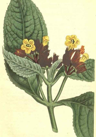Reproducción/Reproduction 35129563106: Curtis's botanical magazine.. London ; New York [etc.] :Academic Press [etc.]