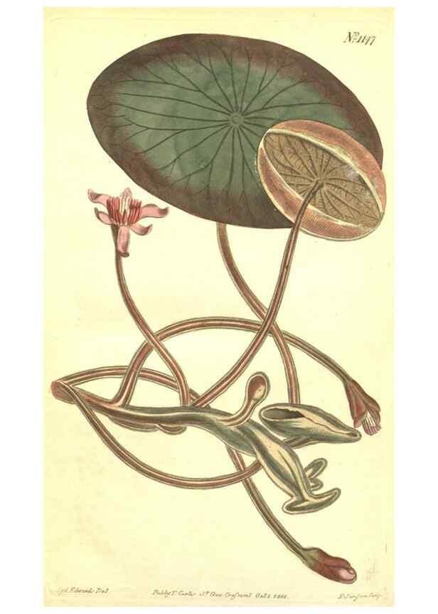 Reproducción/Reproduction 35129565646: Curtis's botanical magazine.. London ; New York [etc.] :Academic Press [etc.]
