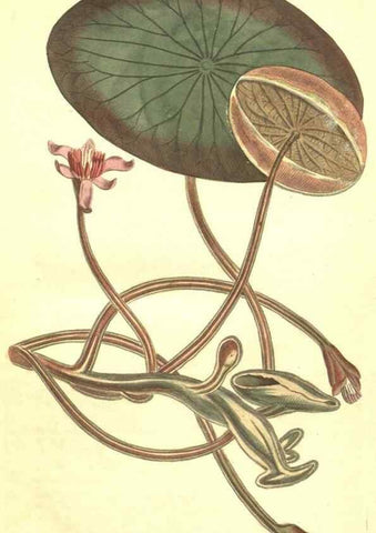 Reproducción/Reproduction 35129565646: Curtis's botanical magazine.. London ; New York [etc.] :Academic Press [etc.]