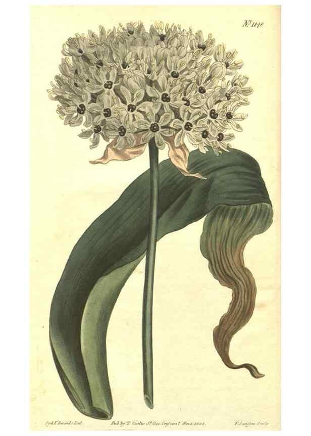 Reproducción/Reproduction 35169626965: Curtis's botanical magazine.. London ; New York [etc.] :Academic Press [etc.]