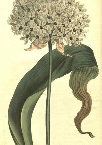 Reproducción/Reproduction 35169626965: Curtis's botanical magazine.. London ; New York [etc.] :Academic Press [etc.]