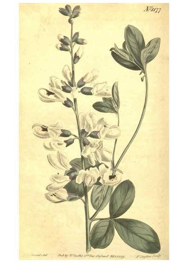 Reproducción/Reproduction 34324604244: Curtis's botanical magazine.. London ; New York [etc.] :Academic Press [etc.]