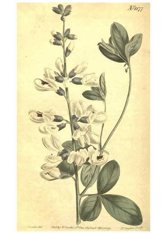 Reproducción/Reproduction 34324604244: Curtis's botanical magazine.. London ; New York [etc.] :Academic Press [etc.]