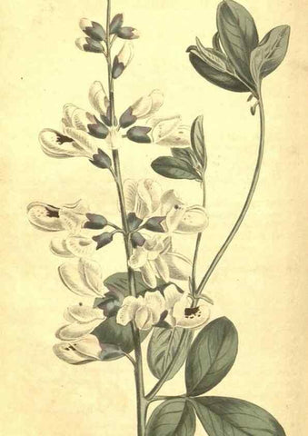 Reproducción/Reproduction 34324604244: Curtis's botanical magazine.. London ; New York [etc.] :Academic Press [etc.]