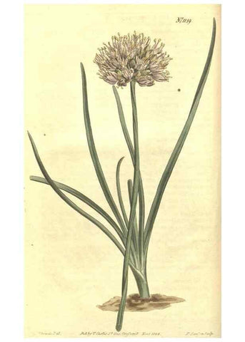 Reproducción/Reproduction 34783065710: Curtis's botanical magazine.. London ; New York [etc.] :Academic Press [etc.]