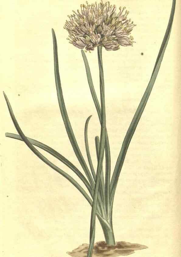 Reproducción/Reproduction 34783065710: Curtis's botanical magazine.. London ; New York [etc.] :Academic Press [etc.]