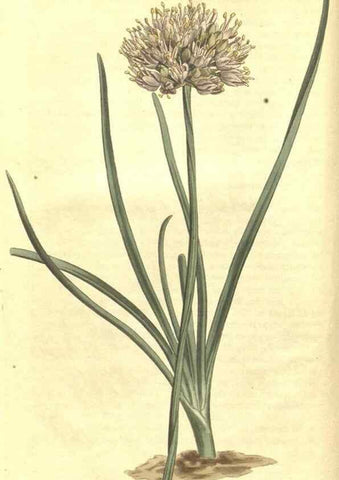 Reproducción/Reproduction 34783065710: Curtis's botanical magazine.. London ; New York [etc.] :Academic Press [etc.]