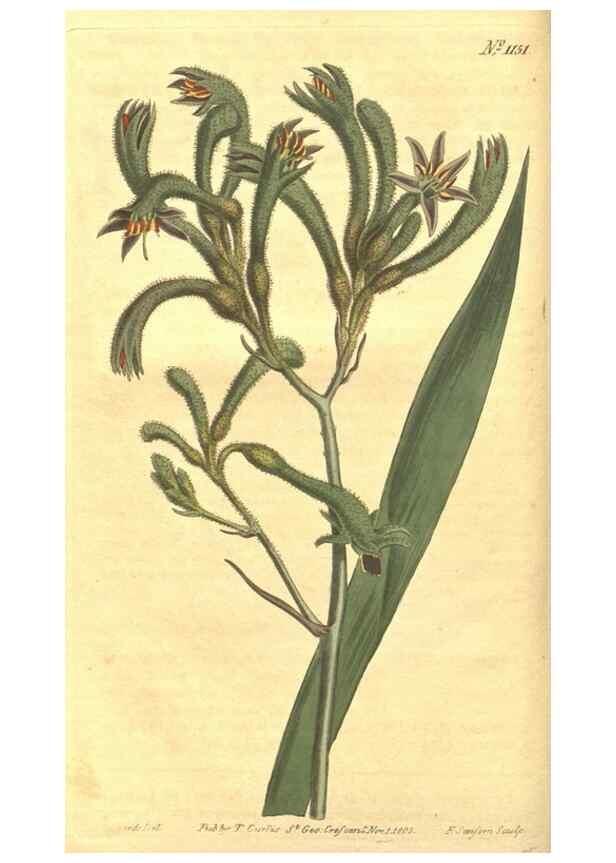 Reproducción/Reproduction 35129636456: Curtis's botanical magazine.. London ; New York [etc.] :Academic Press [etc.]