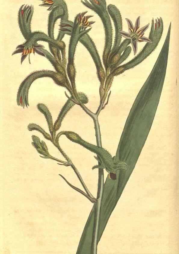 Reproducción/Reproduction 35129636456: Curtis's botanical magazine.. London ; New York [etc.] :Academic Press [etc.]