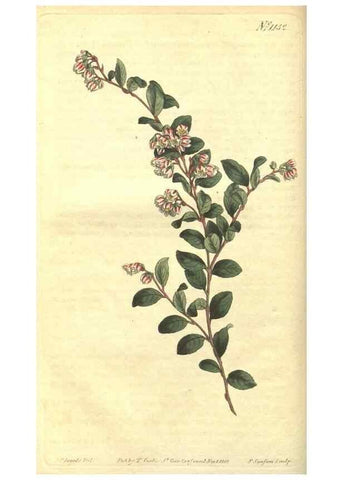 Reproducción/Reproduction 35004663982: Curtis's botanical magazine.. London ; New York [etc.] :Academic Press [etc.]