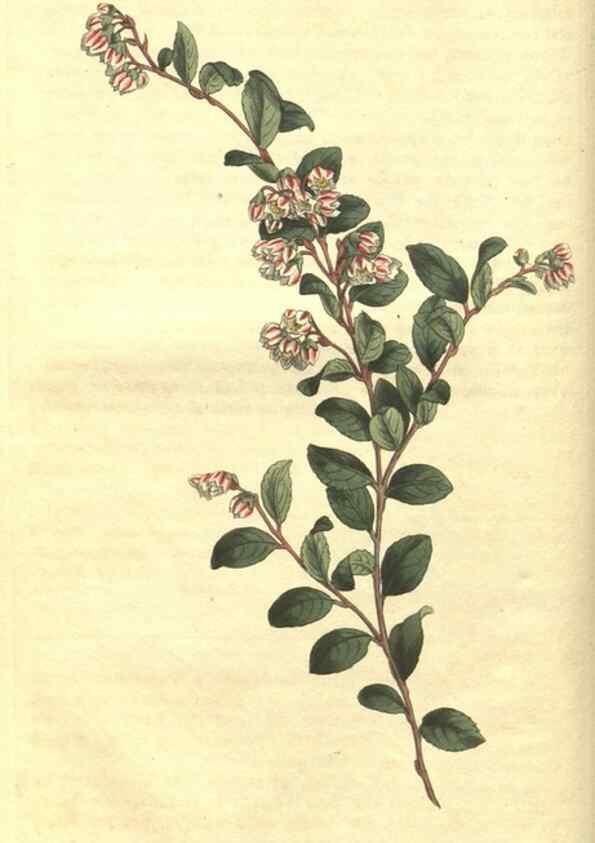 Reproducción/Reproduction 35004663982: Curtis's botanical magazine.. London ; New York [etc.] :Academic Press [etc.]