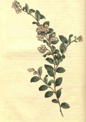 Reproducción/Reproduction 35004663982: Curtis's botanical magazine.. London ; New York [etc.] :Academic Press [etc.]