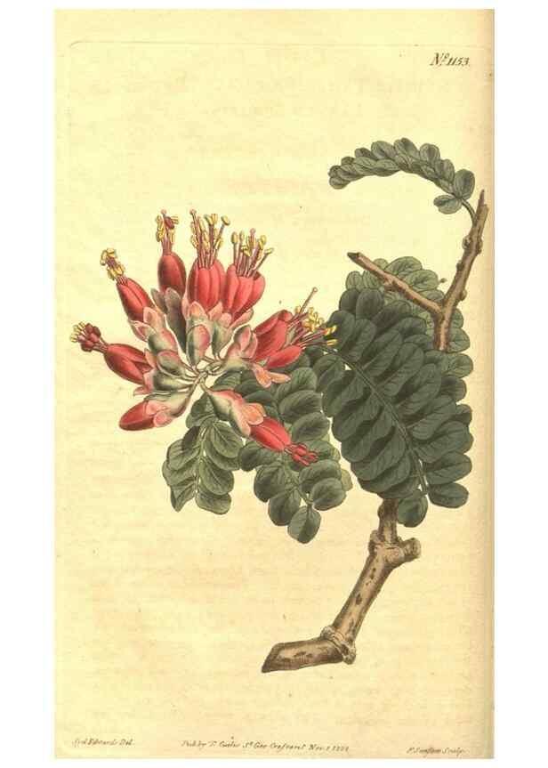Reproducción/Reproduction 35038804081: Curtis's botanical magazine.. London ; New York [etc.] :Academic Press [etc.]