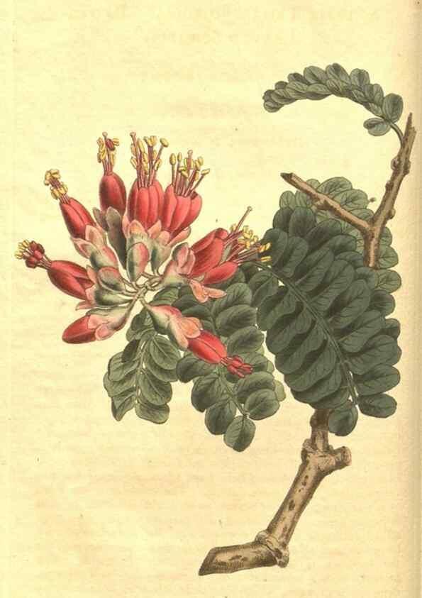Reproducción/Reproduction 35038804081: Curtis's botanical magazine.. London ; New York [etc.] :Academic Press [etc.]