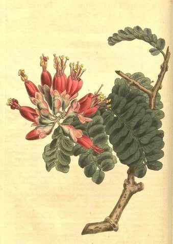 Reproducción/Reproduction 35038804081: Curtis's botanical magazine.. London ; New York [etc.] :Academic Press [etc.]