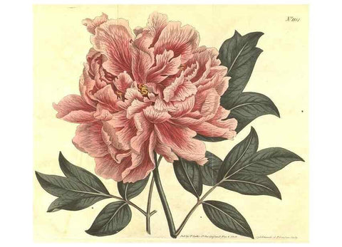 Reproducción/Reproduction 35038805001: Curtis's botanical magazine.. London ; New York [etc.] :Academic Press [etc.]