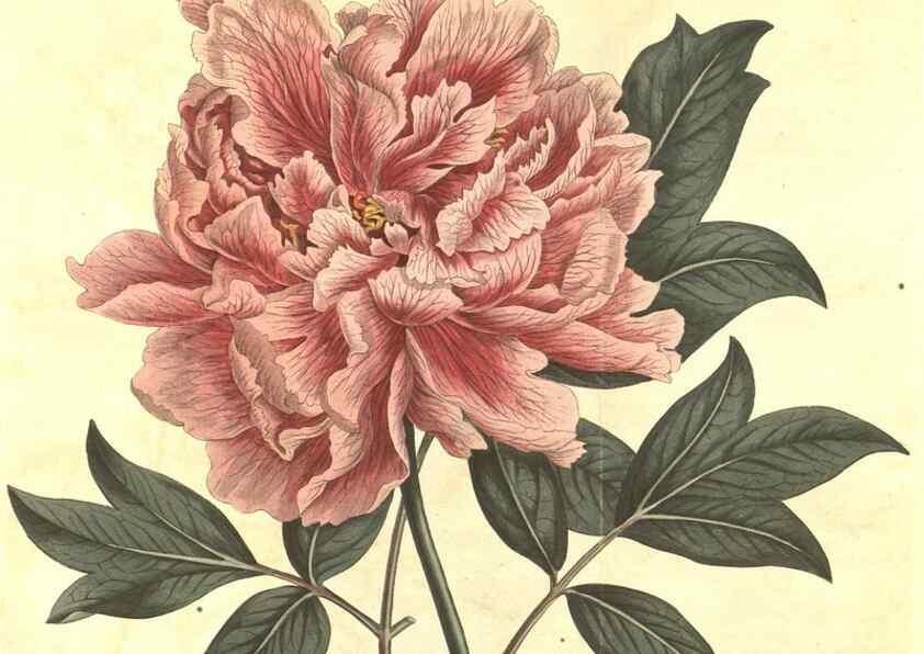 Reproducción/Reproduction 35038805001: Curtis's botanical magazine.. London ; New York [etc.] :Academic Press [etc.]