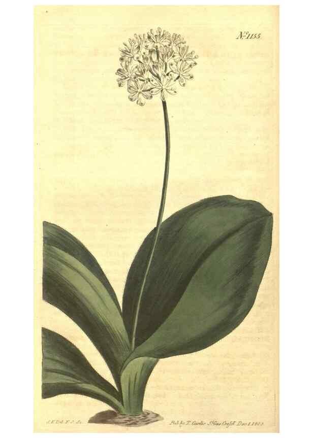 Reproducción/Reproduction 35169643615: Curtis's botanical magazine.. London ; New York [etc.] :Academic Press [etc.]