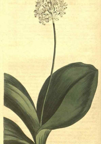 Reproducción/Reproduction 35169643615: Curtis's botanical magazine.. London ; New York [etc.] :Academic Press [etc.]