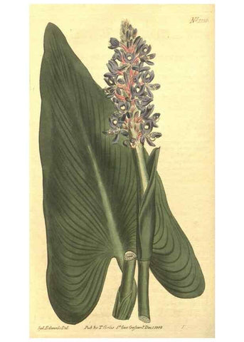 Reproducción/Reproduction 34783080460: Curtis's botanical magazine.. London ; New York [etc.] :Academic Press [etc.]